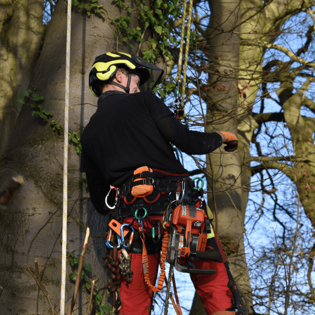 Tree Climbing Harness, Arborist Harnesses