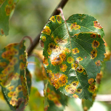 Five Devastating Tree Diseases