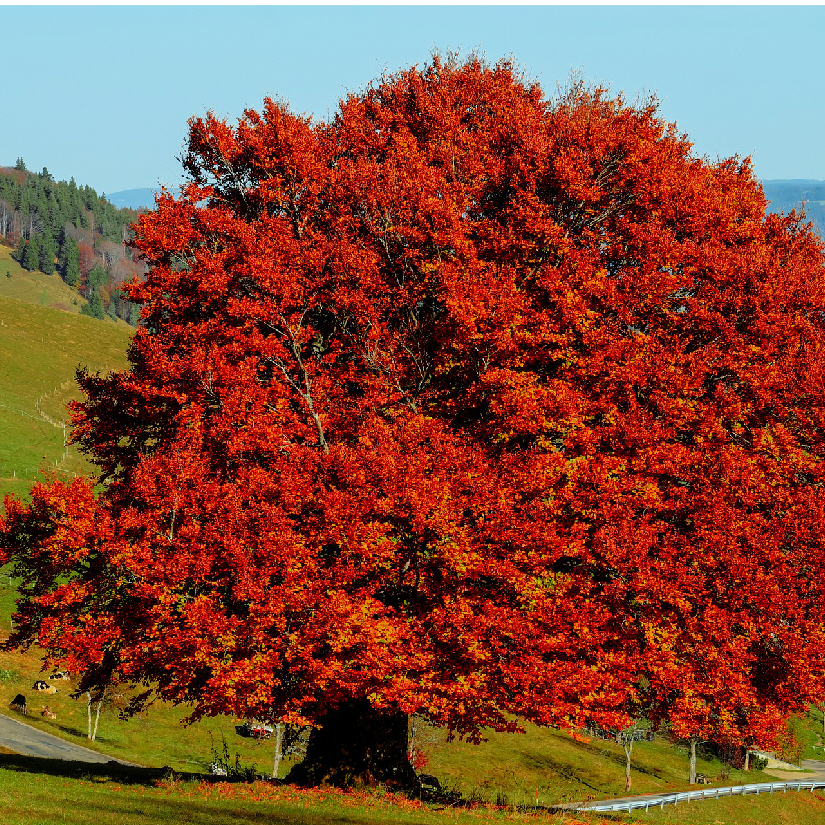 How Long Do These Trees Have? A Guide to the UK’s Endangered Trees