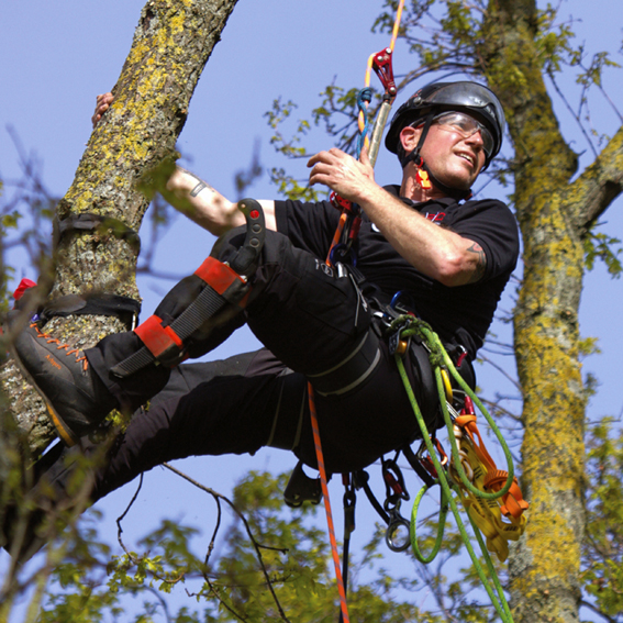 The Evolution of the Arborist Climbing Harness