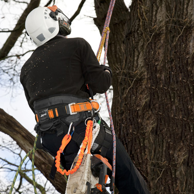 A Guide to Buying a New Arborist Climbing Harness