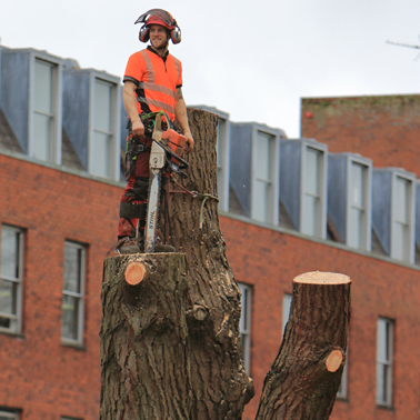 How to Become an Arborist
