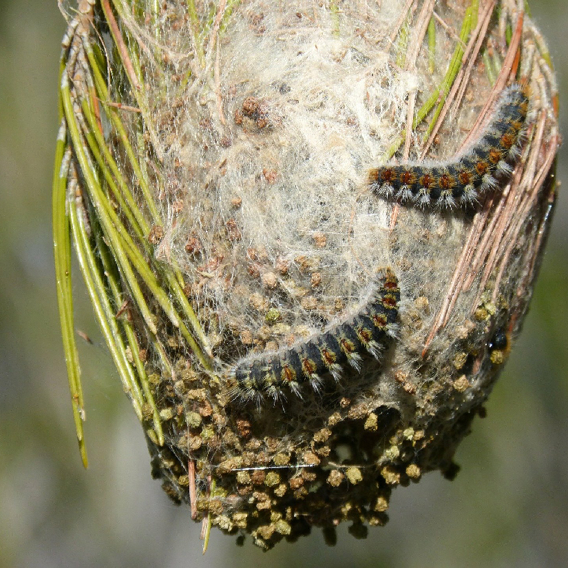 Pests Threatening UK Trees