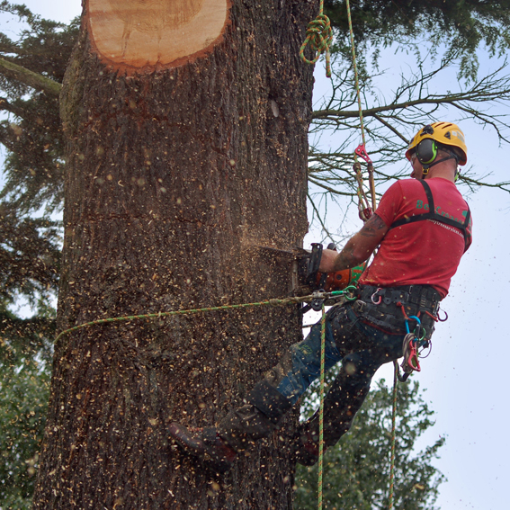 rigging tree rigging Marlow Rope Whoopie Dyneema Sling tree surgery 