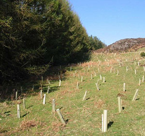 Tree planting