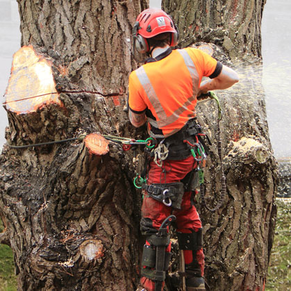 Understanding Arboriculture: Tree Removal