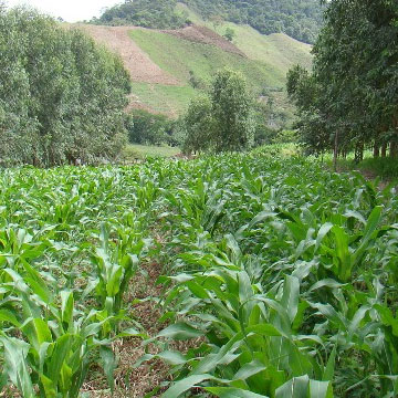 Understanding Arboriculture: Agroforestry