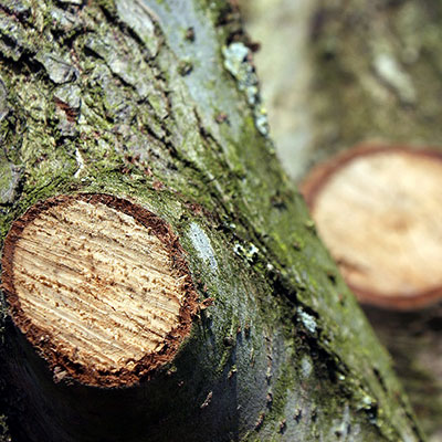 Understanding Arboriculture: Pruning