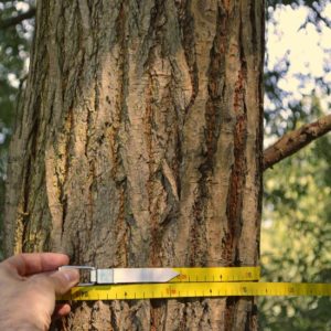Surveying & Tree Tagging
